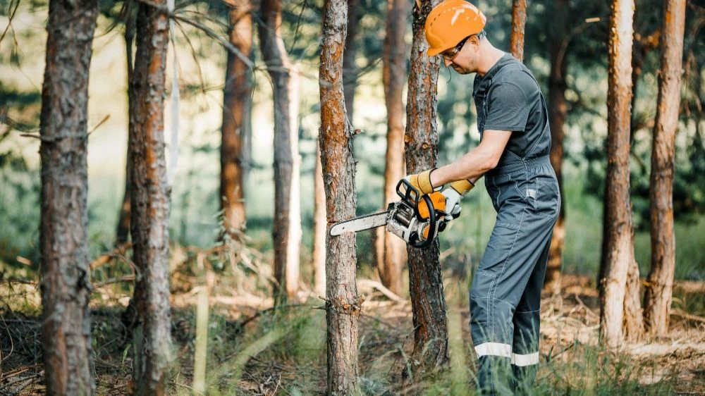 Stump Remover Solutions: Reviving Your Outdoor Spaces' Beauty