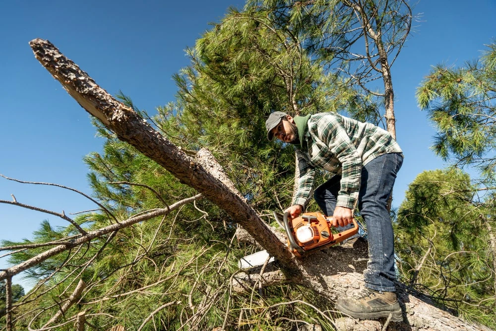 The Ultimate Guide To Safe, Efficient Tree Removal For Beginners