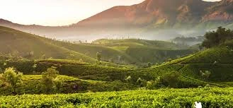 BEST PLACES TO VISIT IN MUNNAR