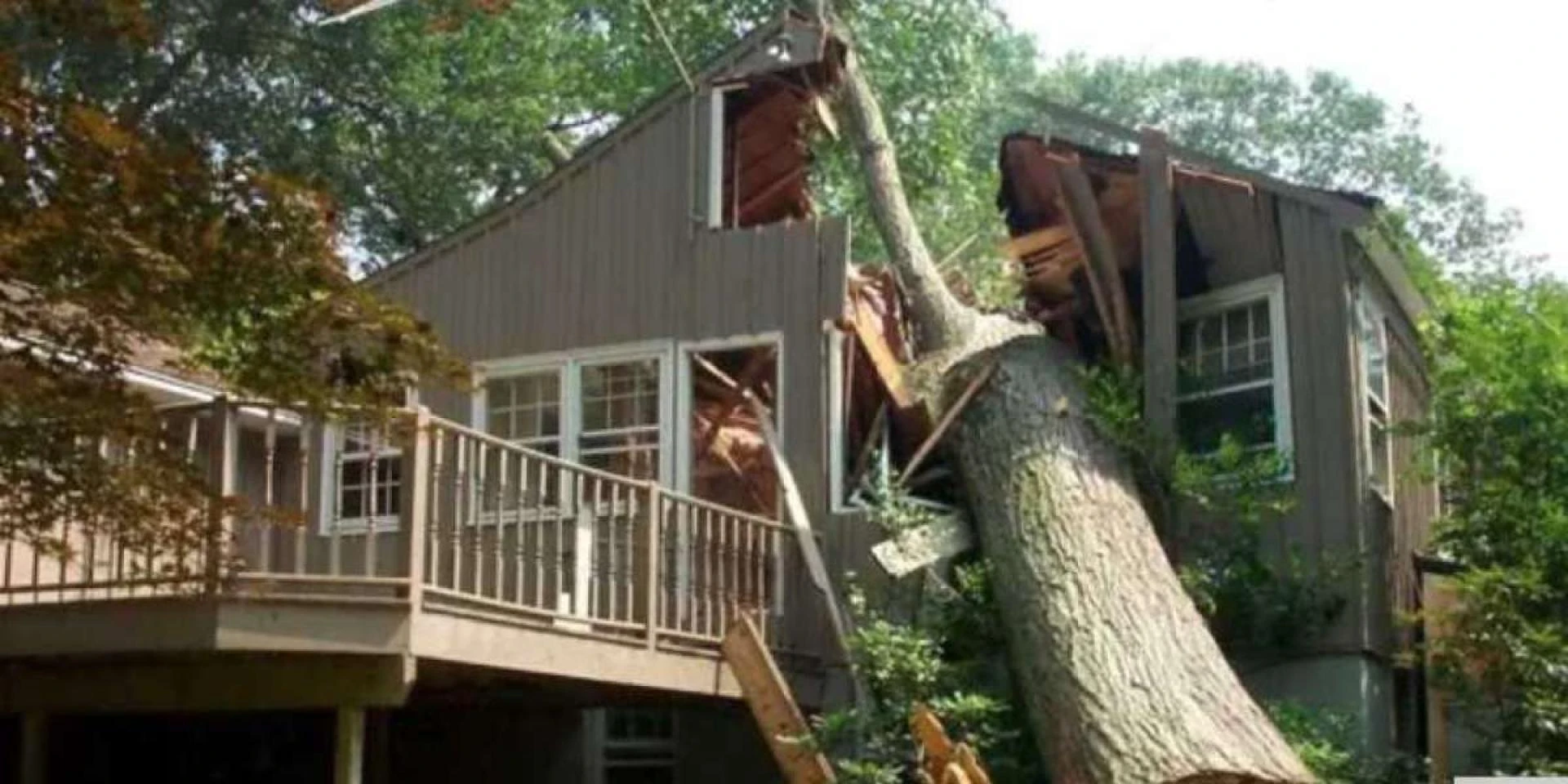 Tree Service, Tree Removal, Baltimore Tree Discount Service