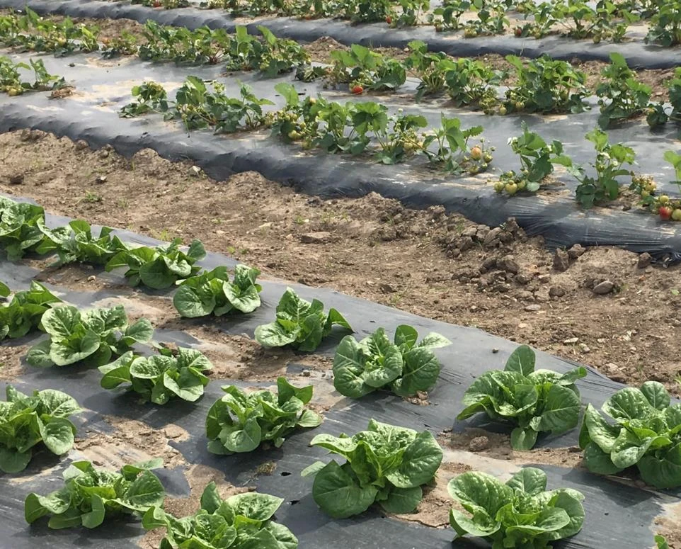 BioAgri Mulch film - BioBag