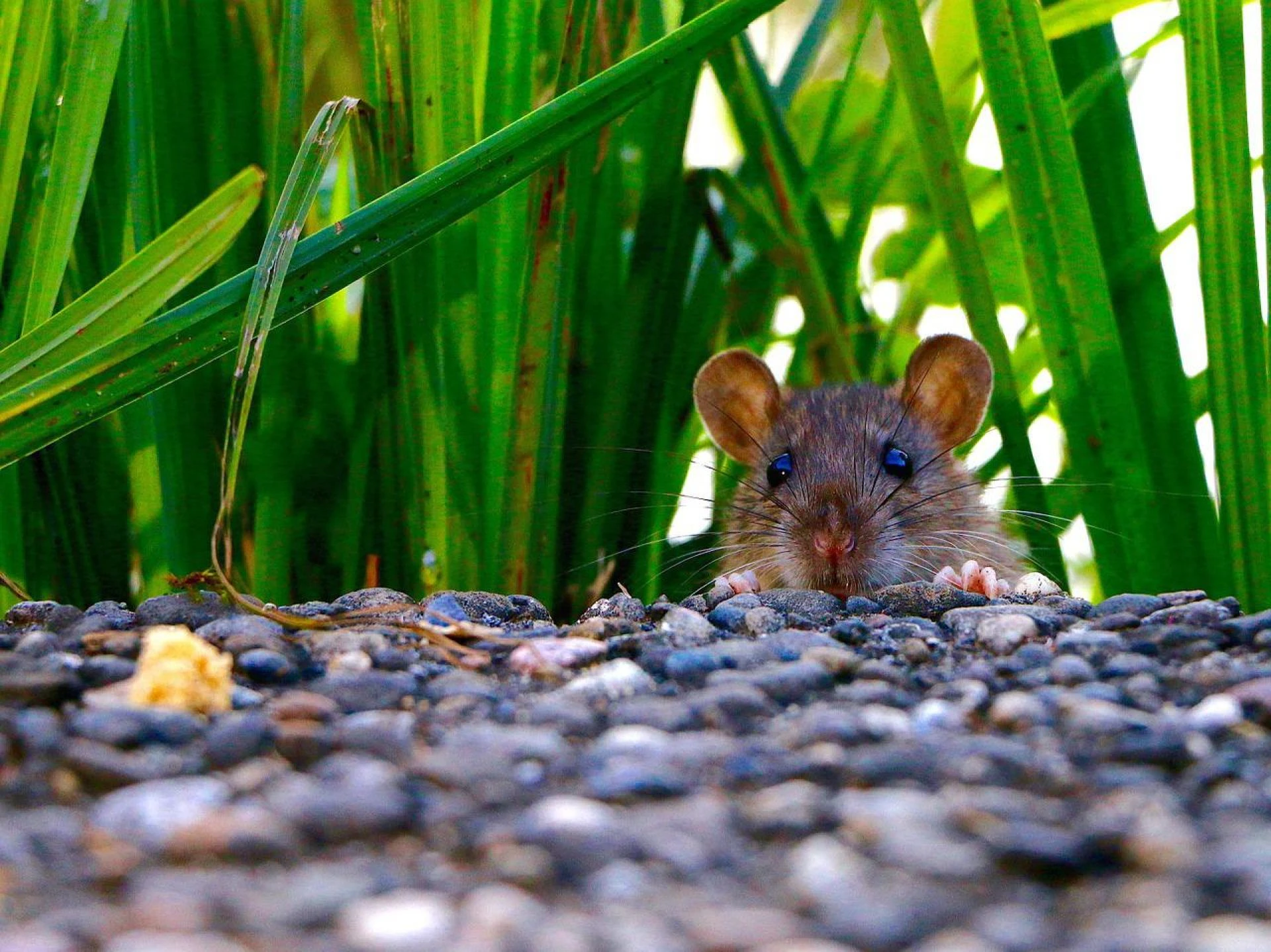 MICE AND RATS ARE ATTRACTED TO FOODS IN YOUR HOME