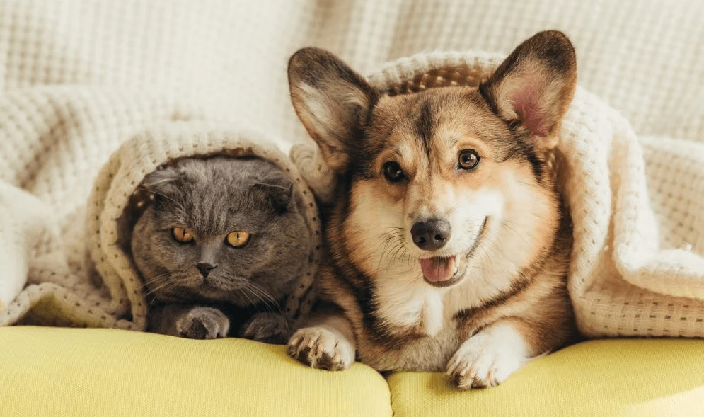 4 Effective Tips for Calming Your Pet [Quick &amp; Budget-Friendly]