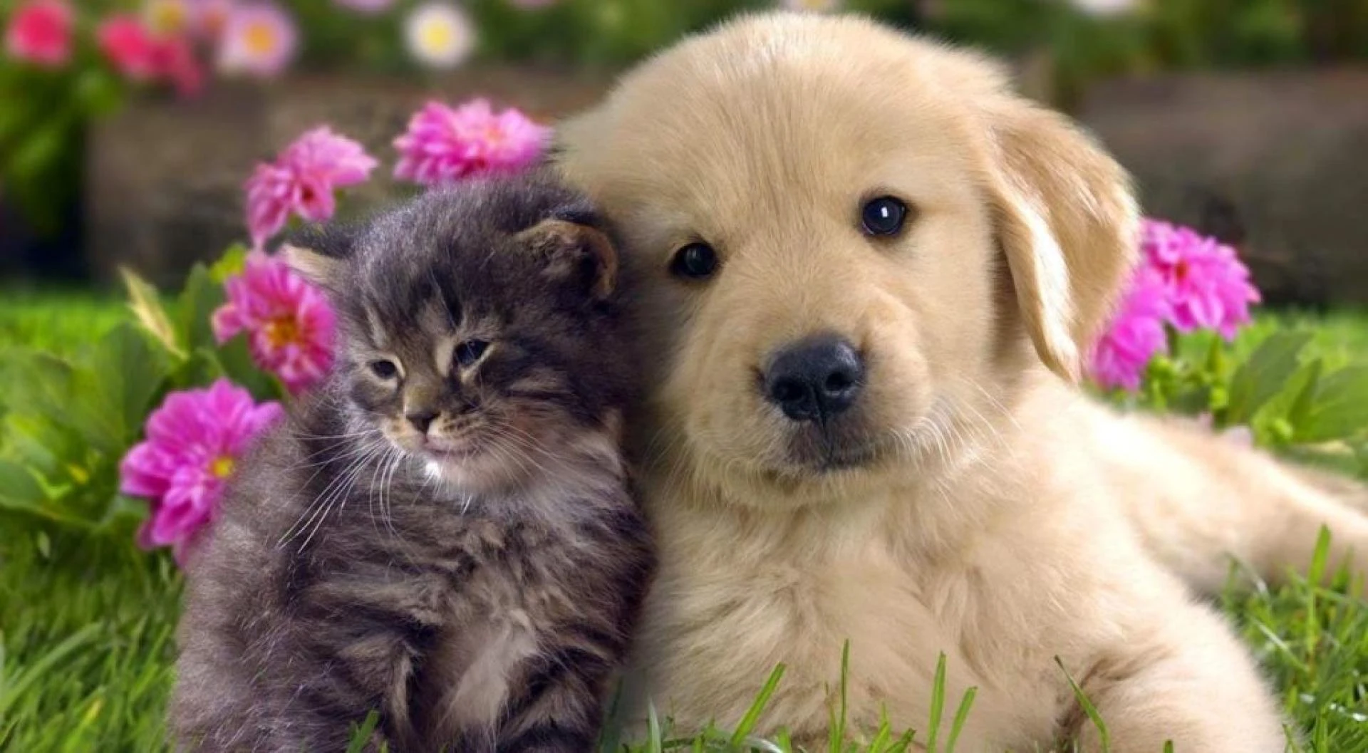 Professional Pet Care Services By The Skilled Pets