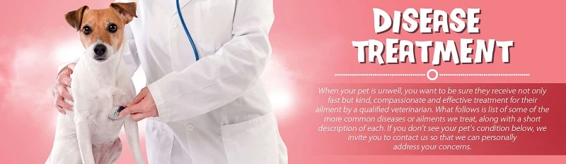 Perfect Vet Care for Your Much-loved Animals