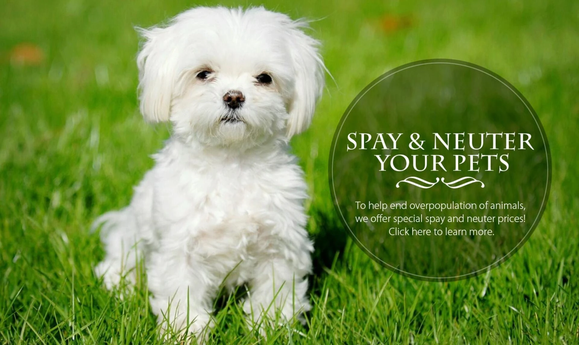 Keep Your Pet Happy And Healthy With Twin Rivers Animal Hospital