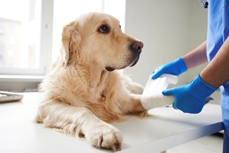 The Best and Affordable Pet Care Services