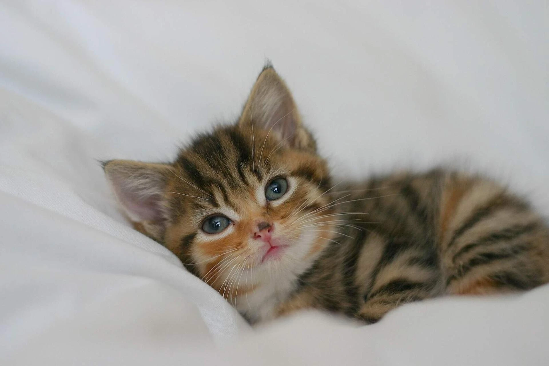 Improve Your Pet’s Well-being with Tranquille Vet Animal Hospital