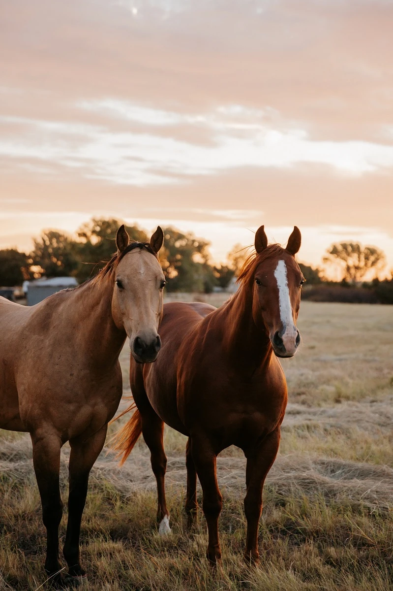 Dealing with Dehydration—3 Ways to Help Your Horses This Winter