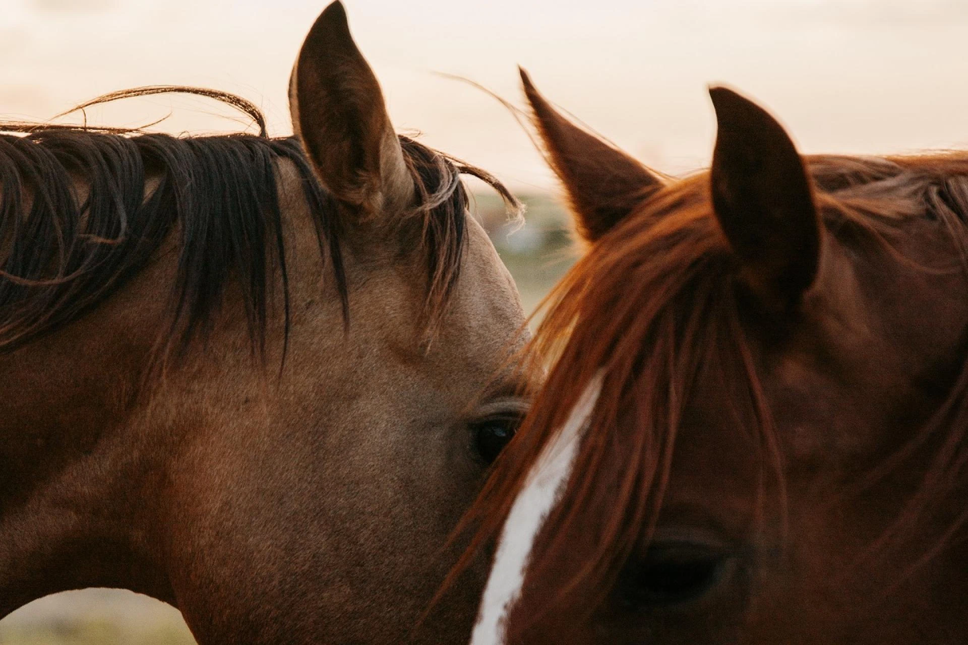 3 Ways to Get Your Horses Ready for Wild Temperature Swings During the Late Fall