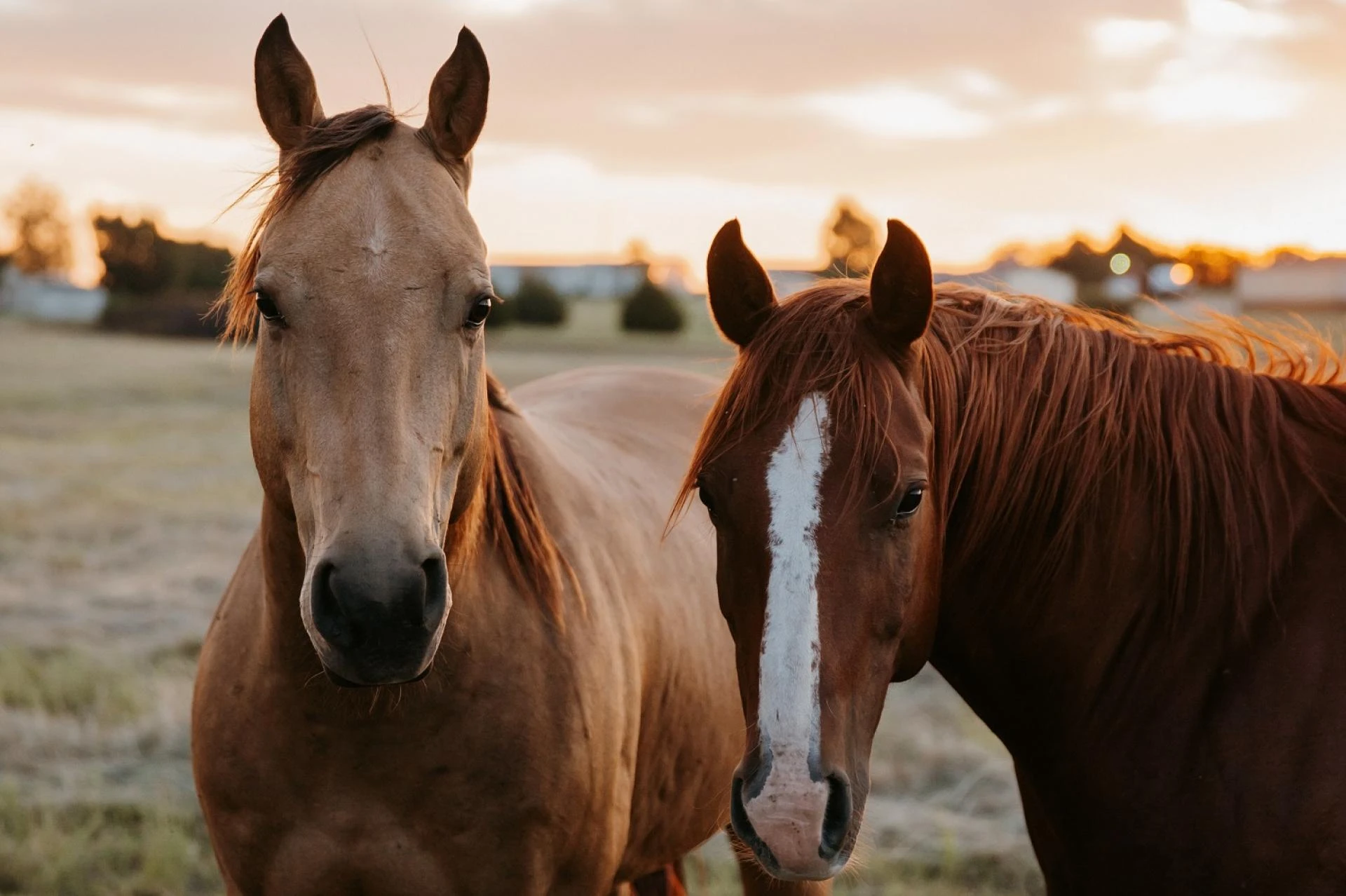 4 Ways to Boost Your Horse’s Hydration This Summer