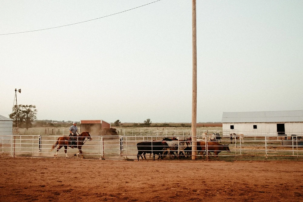 3 Tips to Keep Your Horse Primed All Competition Season Long