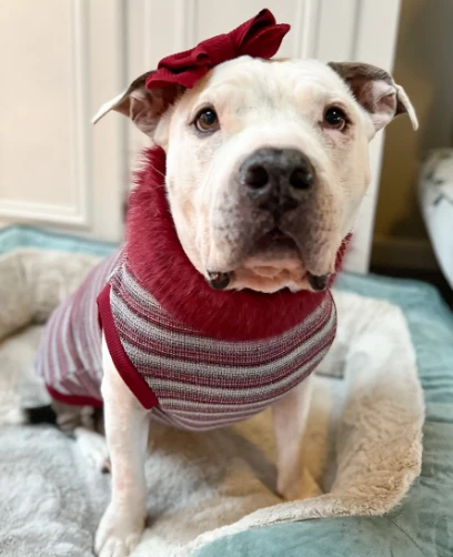 How to Sselect the Right Winter Coat for Your Dog