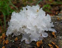 Tremella Mushroom: A Hidden Gem for Health and Beauty