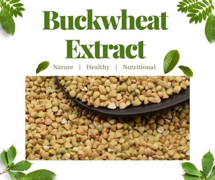 Unveiling the Health Wonders of Buckwheat Extract: A Comprehensive Guide