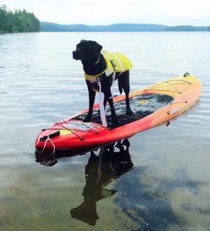 Stay Safe and Stylish with Neopaws: Explore the Best Life Vests and Jackets in Toronto