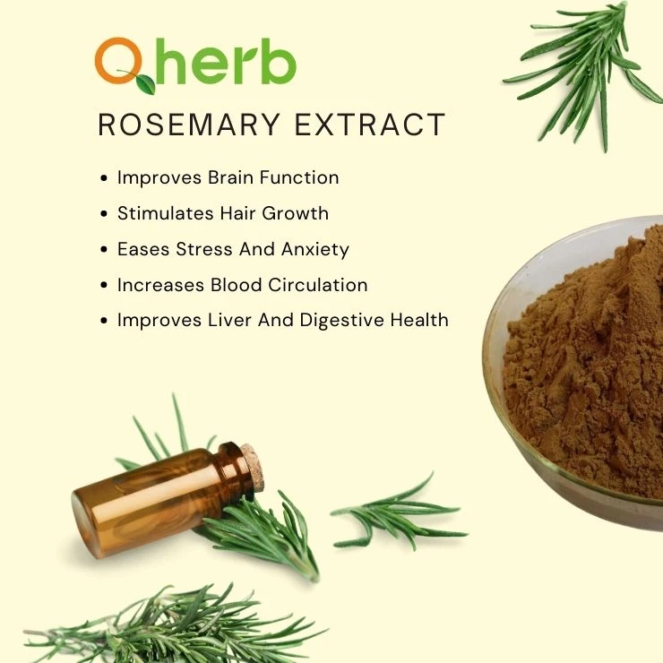 Unlocking the Power of Rosemary Extract: A Natural Treasure for Health and Wellness
