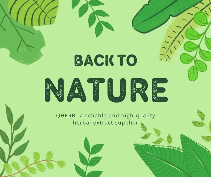 5 Reasons to Choose Our Herbal Extracts for Your Health Needs