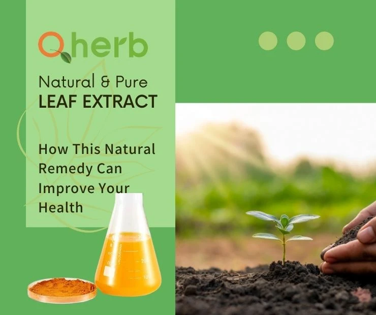 The Benefits of Leaf Extract: How This Natural Remedy Can Improve Your Health