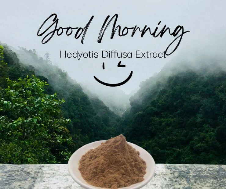 What Are the Benefits of Using Hedyotis Diffusa Extract?