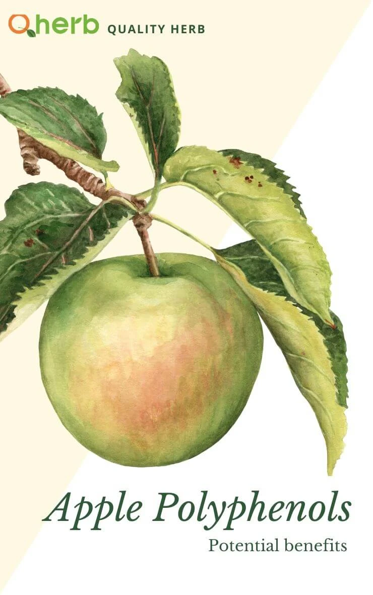 What Are The 5 Potential Benefits Of Consuming Apple Polyphenols?