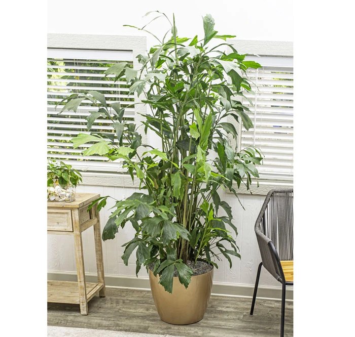 Choosing The Right Plants For The Purpose of Interior Landscaping