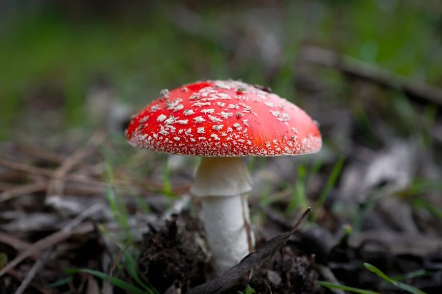 Mushroom Mania: The Thrilling Truth About Daily Mushroom Consumption