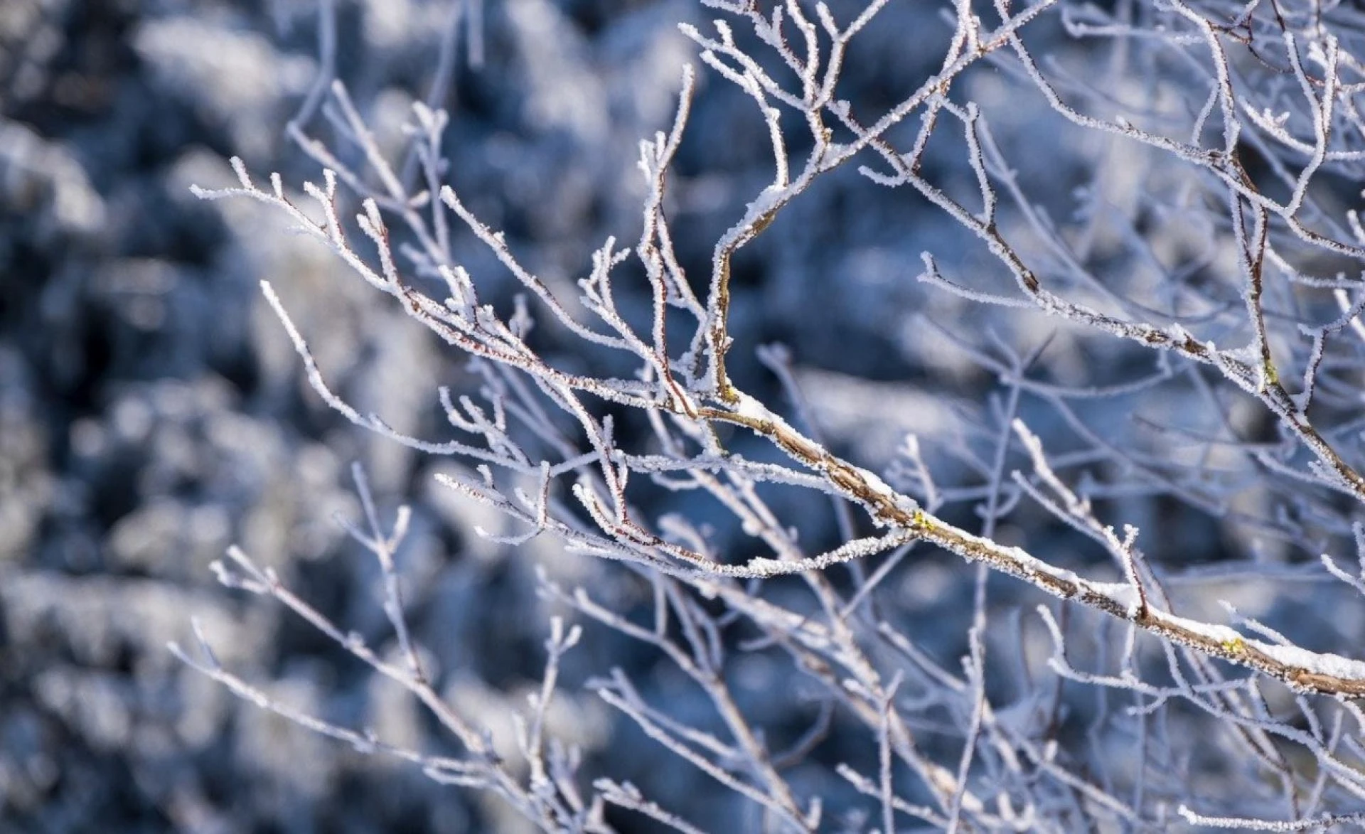 Surviving the Deep Freeze: Life in the Coldest City in the US