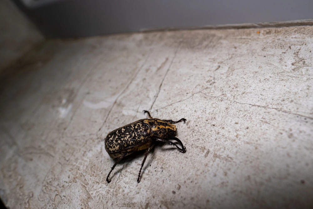 The Ultimate Guide to Effective Bed Bug Removal: Tips, Tricks, and Strategies