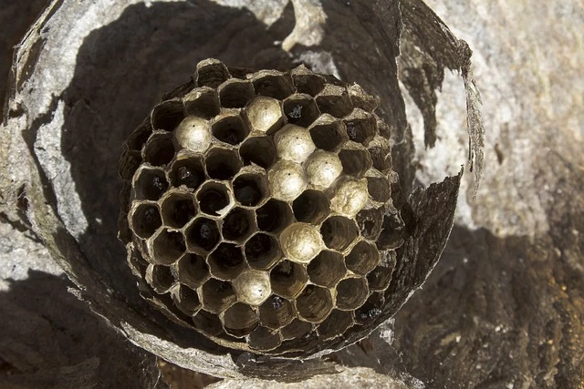 The Intricacies of Wasp Nest Removal: A Safe Approach to a Stinging Problem
