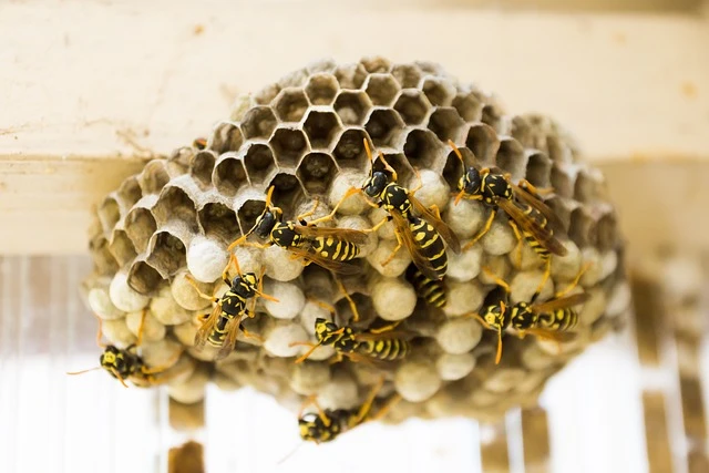 Unwelcome Tenants: The Safe and Effective Approach to Wasp Nest Removal