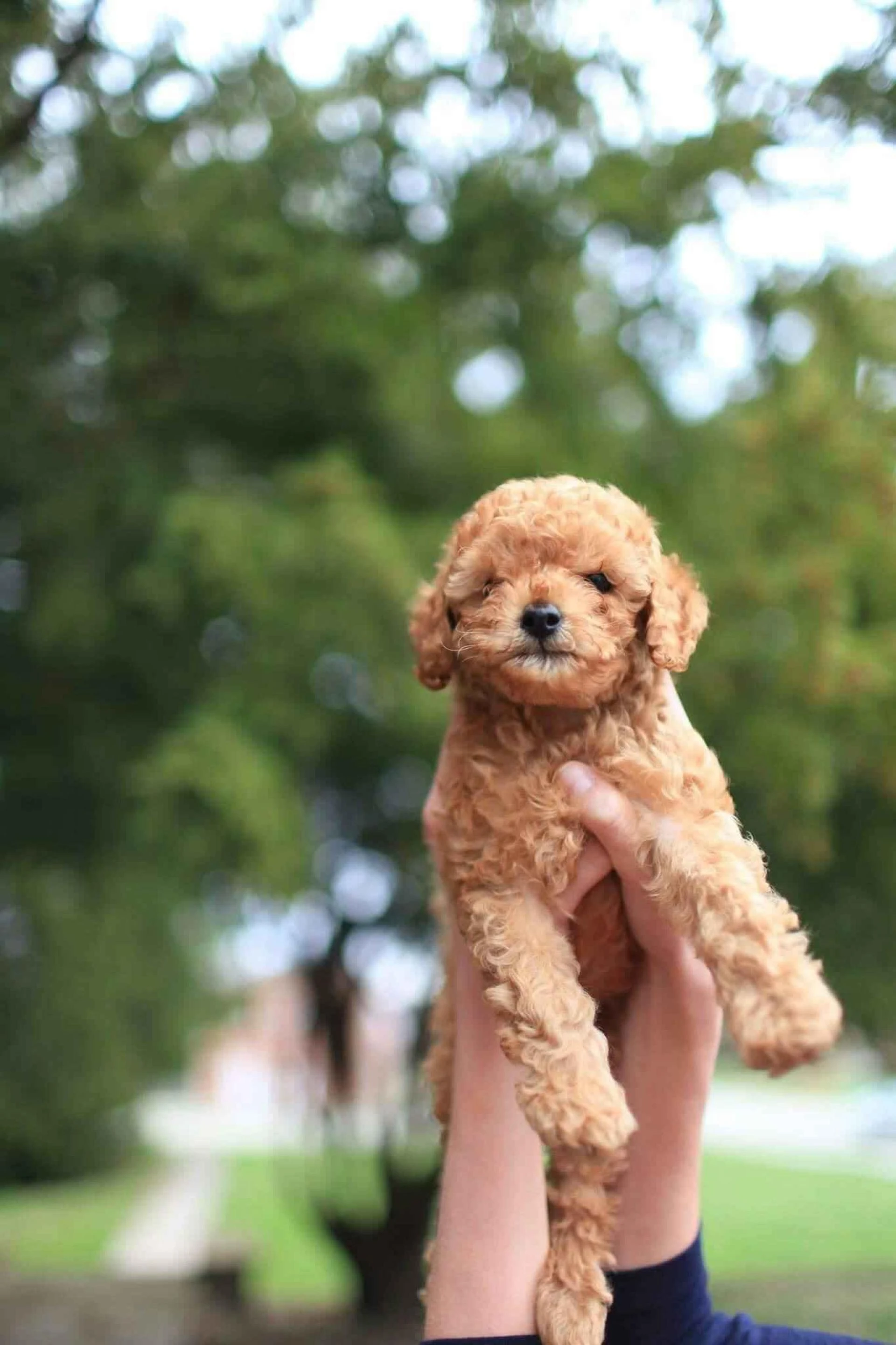 Dive into Doodles: Your Guide to Finding Top-Notch Puppies from the Best Breeders in the USA