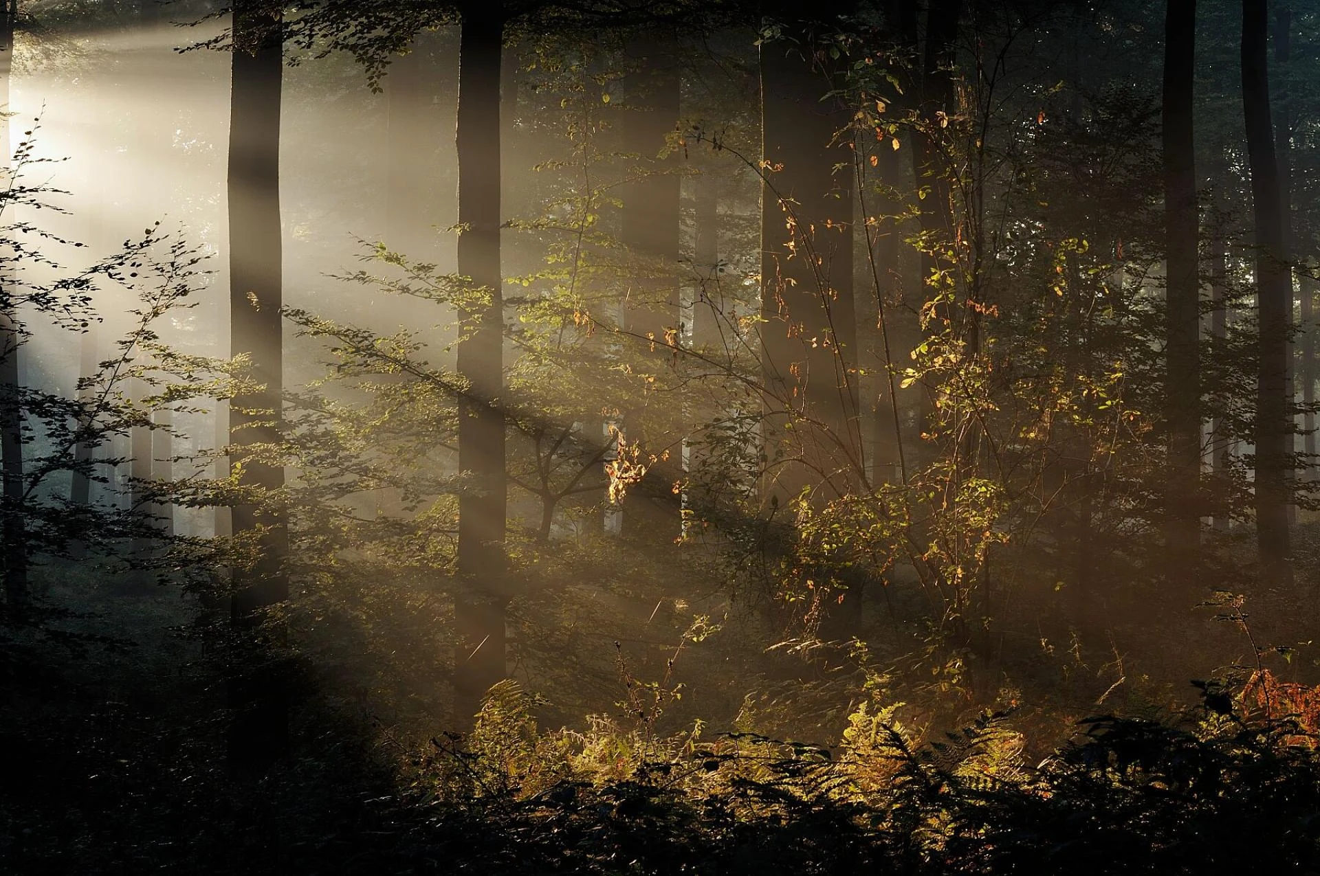 Buy Limited Edition Prints - Fine Art Prints - Wild Spaces