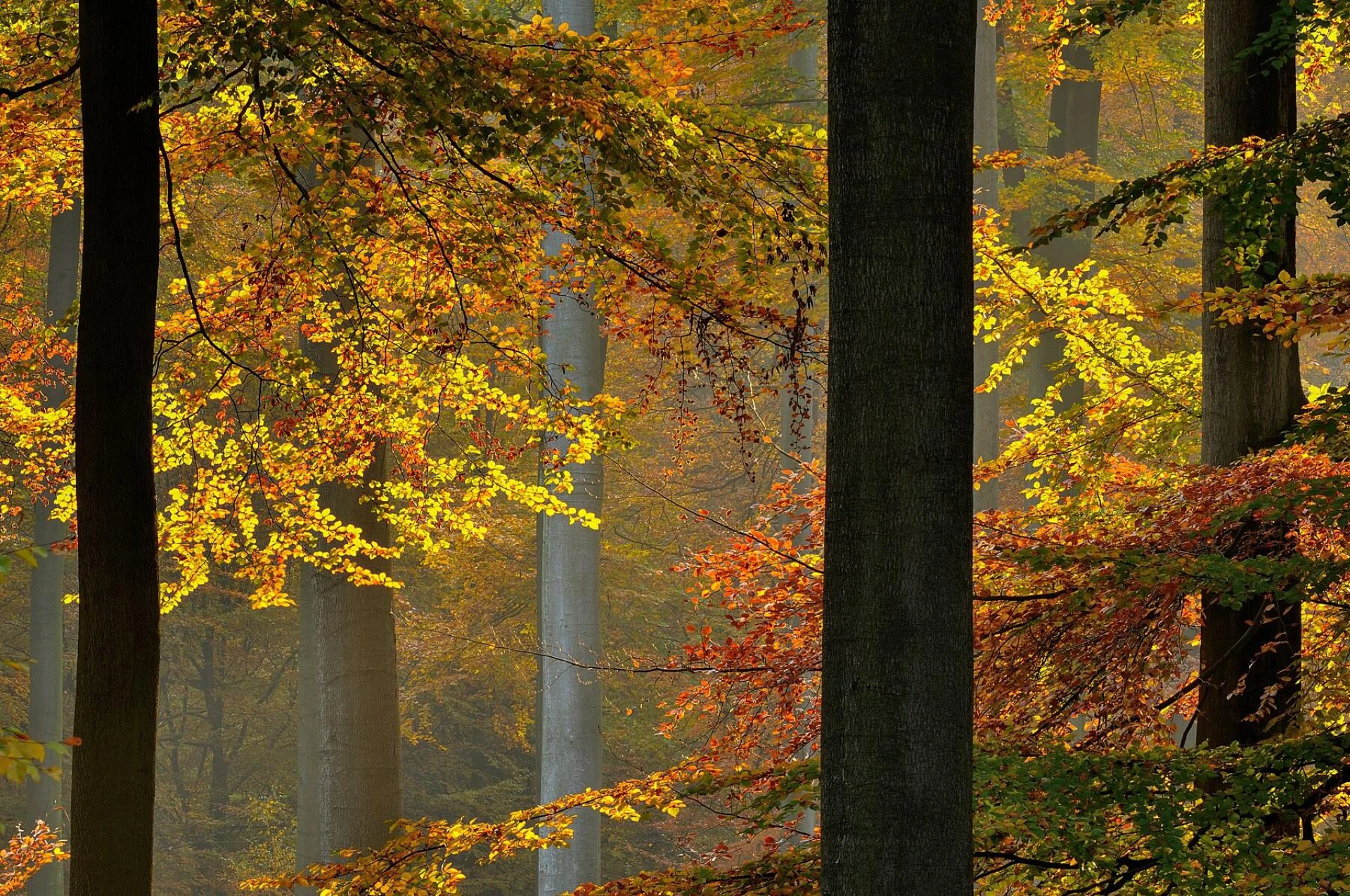 Photography Prints Sale UK, Buy Photography Prints Online -Wild Spaces