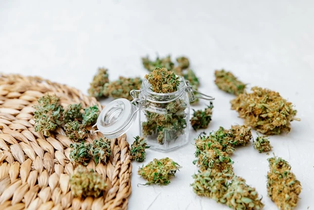 Latest “Model Runway” of Favorite CBD Hemp Flowers