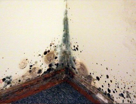 Regulations and Guidelines for Mold Remediation in Fort Myers