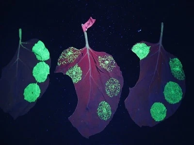 Plantibodies Market to Grow with Impressive CAGR During the Forecast Period | TechSci Research