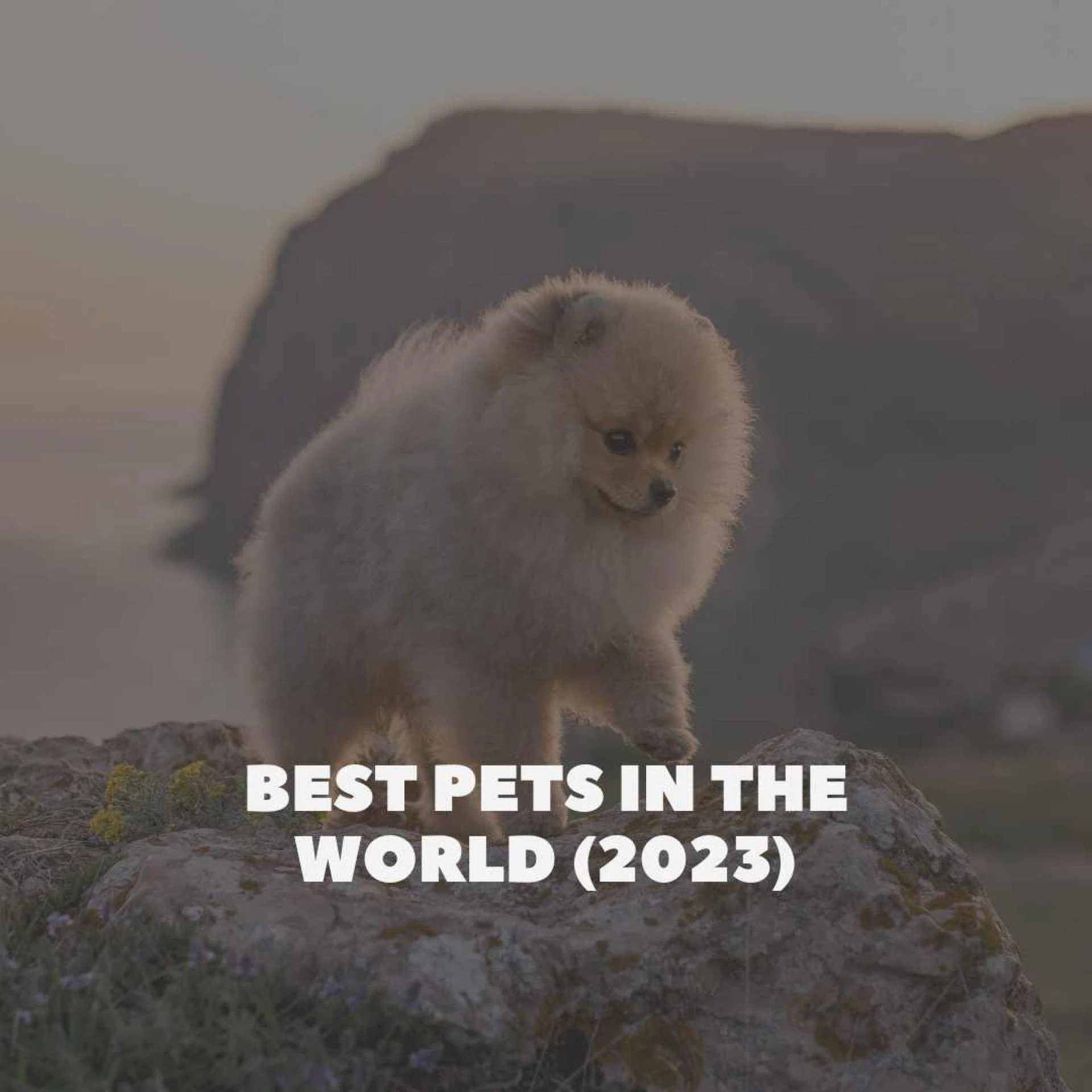 Best Pets In The World (2023)