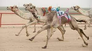  Unveiling the Excitement of Camel Racing in Qatar