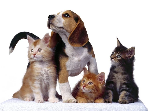 Pet Insurance Market Growth 2023 | Industry Share, Size and Forecast 2028