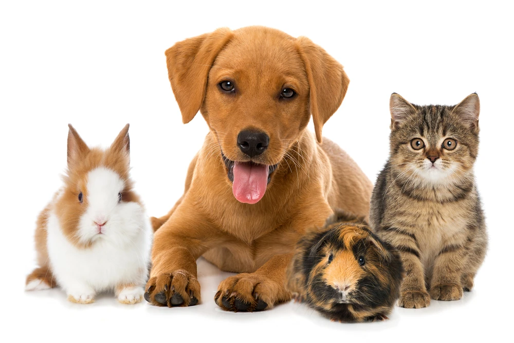 Pet Insurance Market 2023 | Industry Share and Forecast 2028