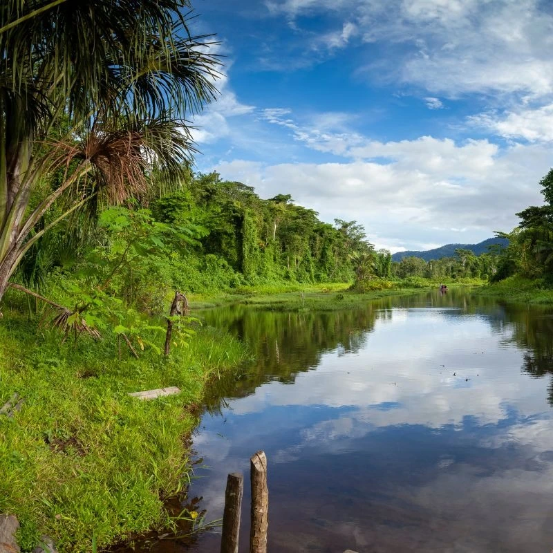 Exploring the Wonders of the Manu Reserved Zone: A Paradise in the Heart of Peru's Amazon Rainforest