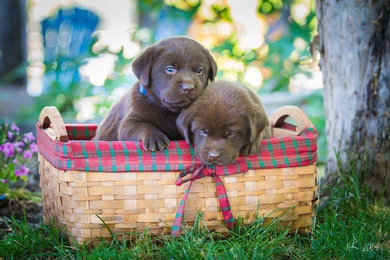 Buy Dog Cage For Sale in NZ