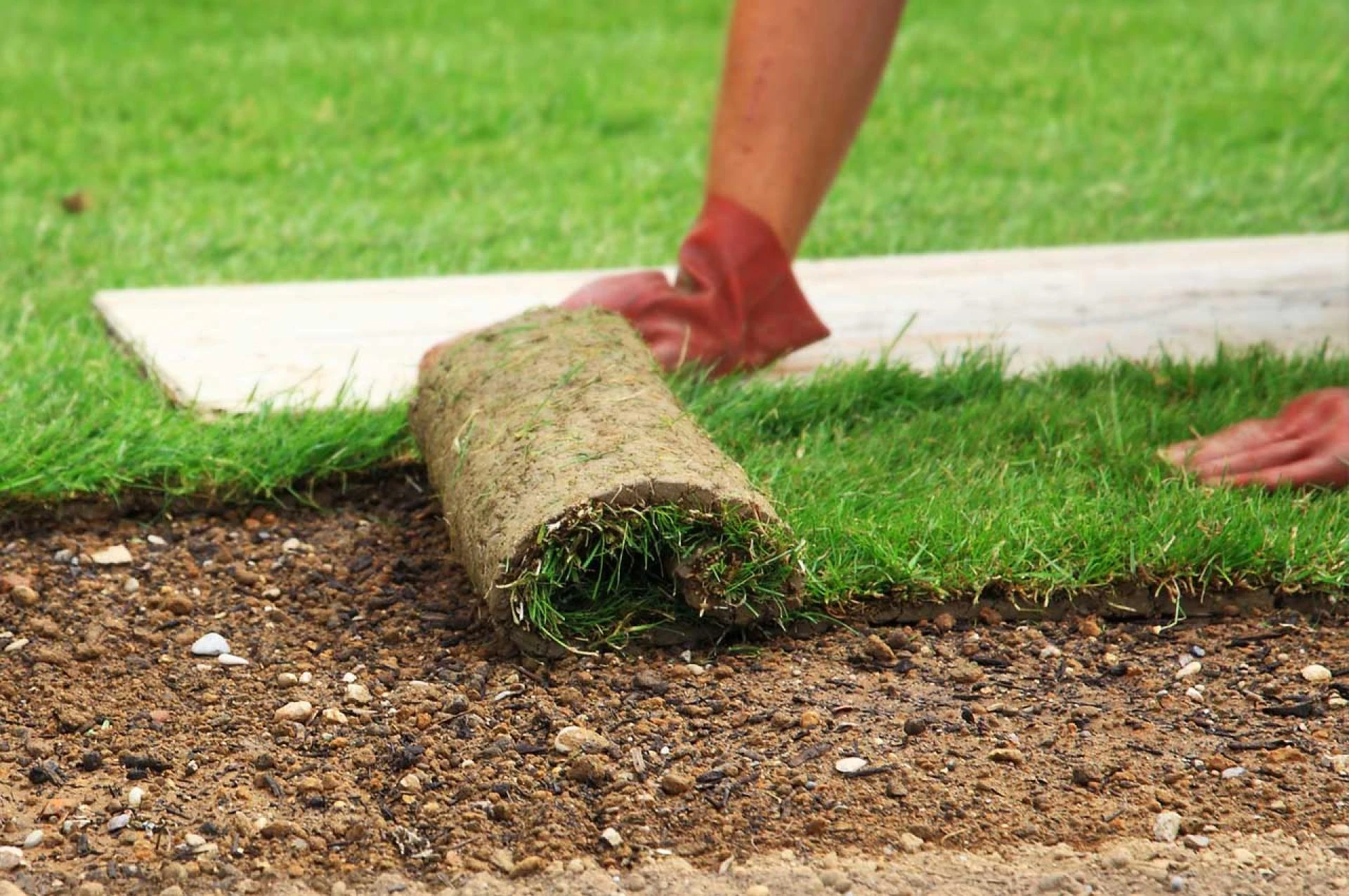 Frequently Asked Questions About Caring For New Sod