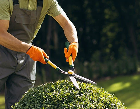 Ready to Reclaim Your Yard? How Can Stump Removal Help?