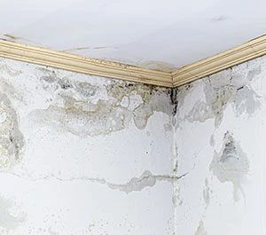 Why Spring is Ideal for Mold Testing: Mold Inspection Services and Assessment