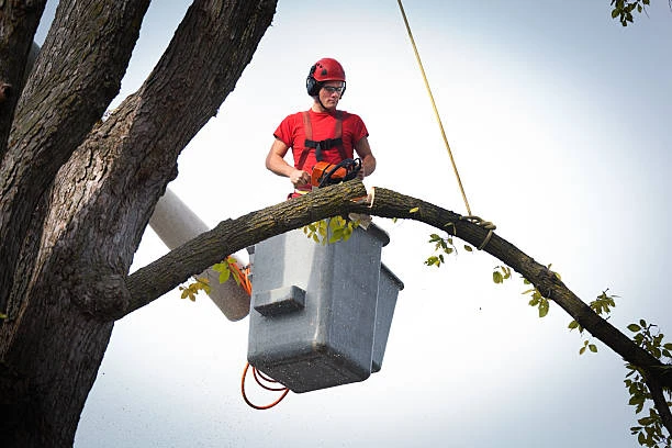 Are Your Trees Putting Your Home at Risk? Discover How Tree Removal Can Help