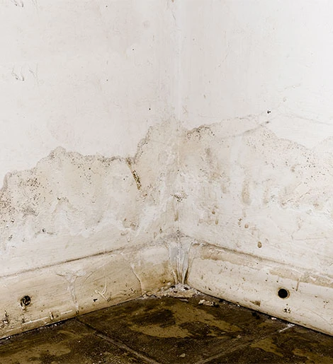 Exploring Mold Removal Strategies for a Healthy Home?