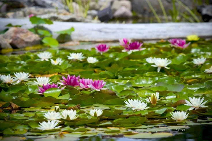 Landscape your Pond with Different Aquatic Plants