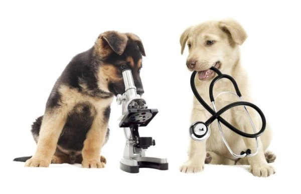 Veterinary Infectious Disease Diagnostics Market Size, Share, Trends, Demand and Forecast 2027